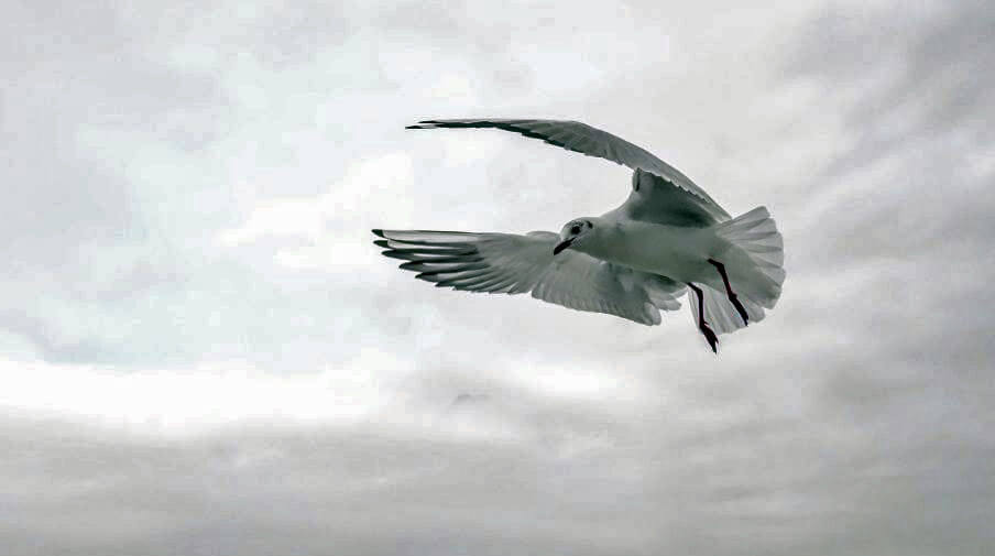 Varför gratis att läsa?