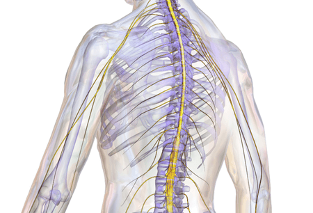 Modifierat silke kan reparera skadad ryggrad
