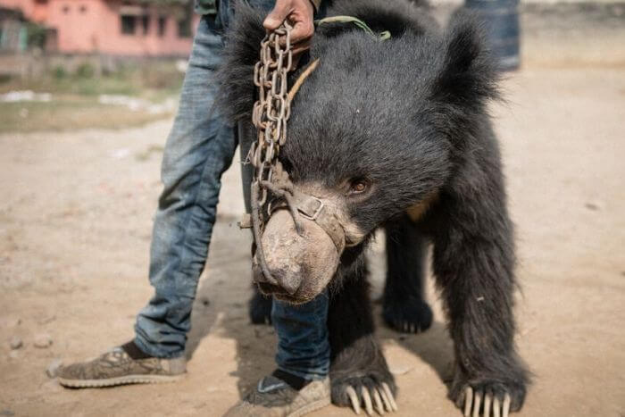 Nepals sista ”dansande björnar” räddade i dramatisk nattaktion