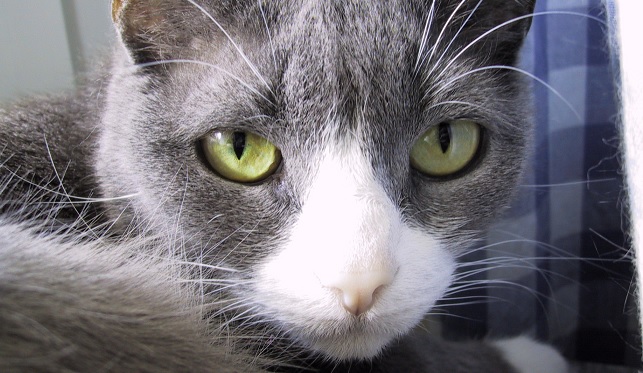 Ny djurskyddslag gör det olagligt att överge katter