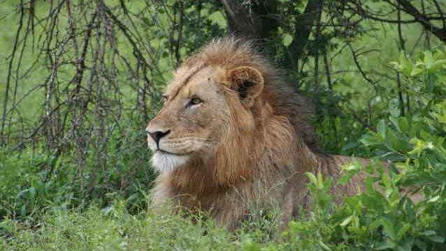 Misstänkt tjuvskytt uppäten av lejon