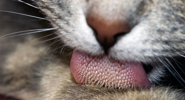 Djurplågare härjar i Motala – hundar och katter halshuggs