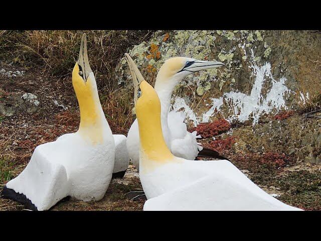 Världens mest ensamma fågel död – omgiven av fågelstatyer den trodde var hans familj