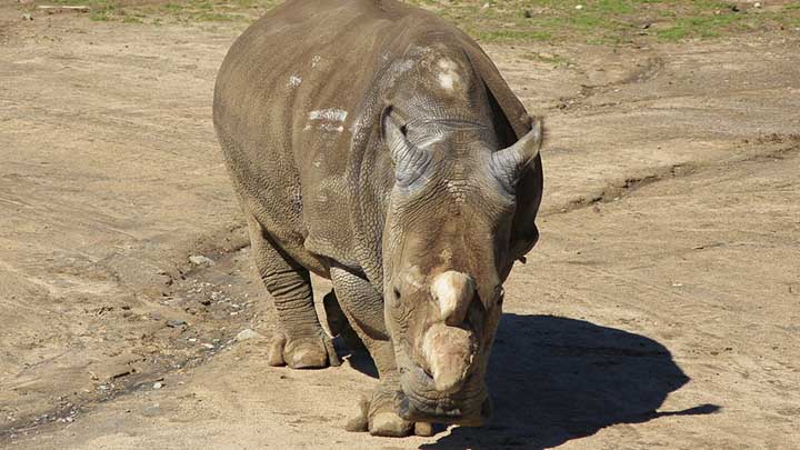 Världens sista nordliga trubbnoshörningshane död