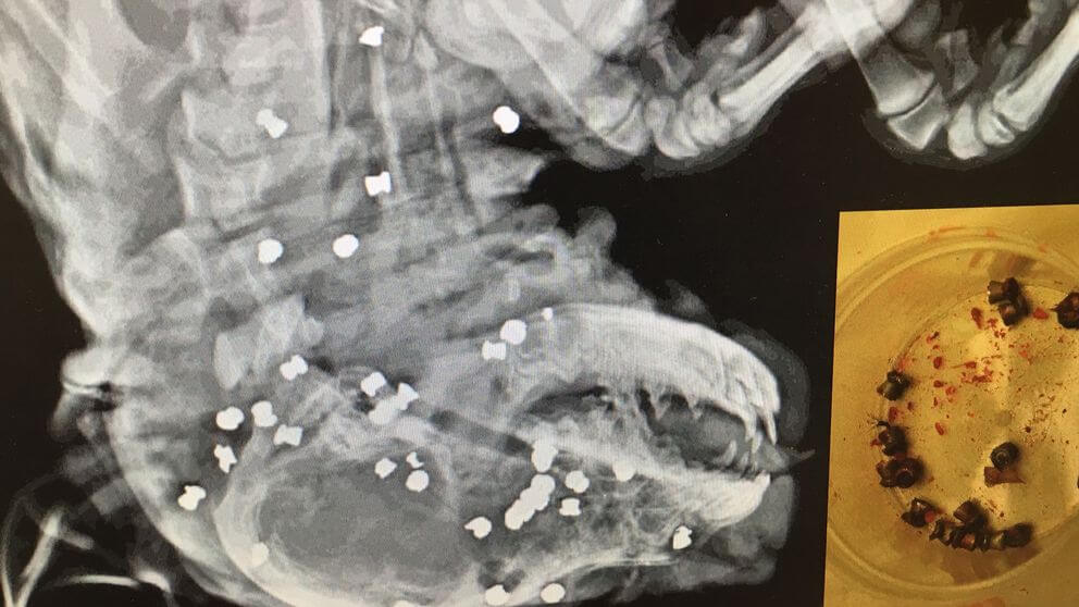 Knivskar och sköt hundvalp med 40 luftgevärsskott – åtalas för djurplågeri