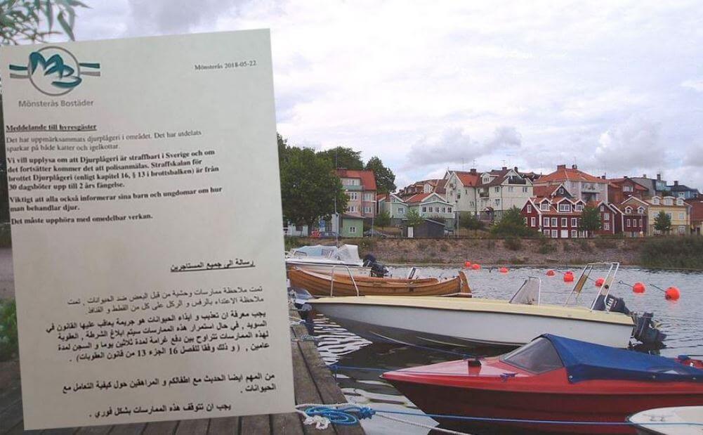 Mönsterås försöker stoppa djurplågeri – med flygblad på arabiska