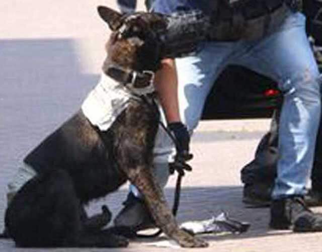 Skrek ”Allahu akbar” – sen högg han ihjäl polismannens hund med yxa