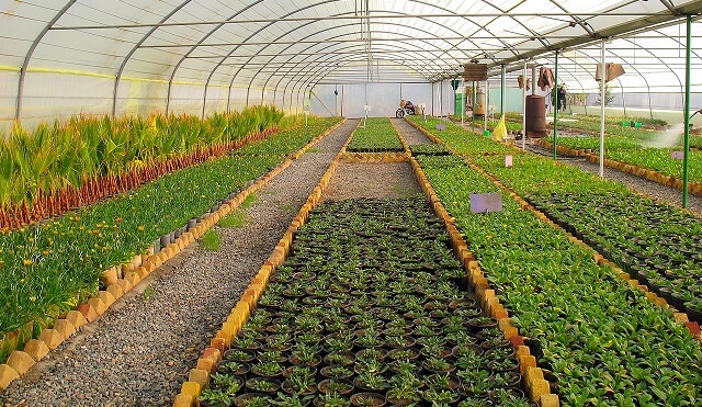 EU-regler sätter stopp för ekologisk sallad i kruka