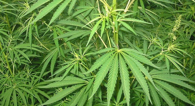 Medicinsk cannabis tillåts i Storbritannien