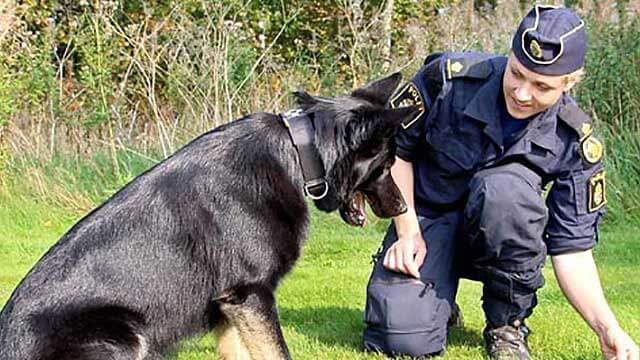 Knivhögg polishund – sköts av polisen