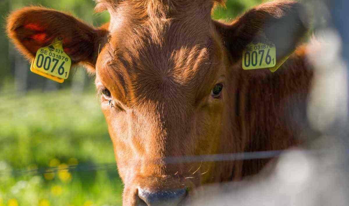 Svårt för decimerat Islamiska staten att rekrytera självmordsbombare – använder kor i stället