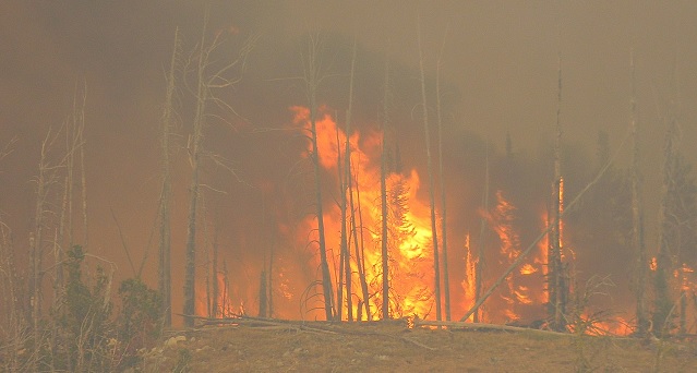 ”Ökad invandring kan stoppa bränderna”