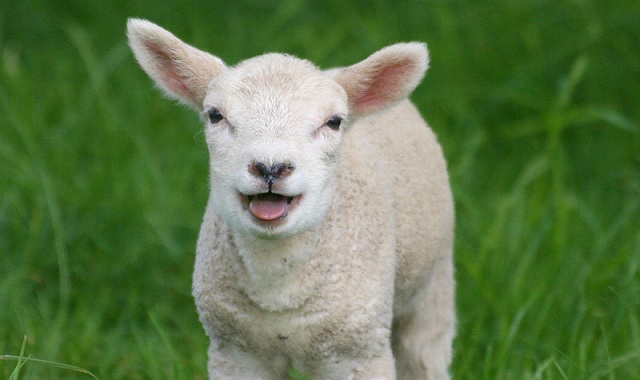 ’Bä, bä, vita lamm’ problematisk enligt norsk vegangrupp