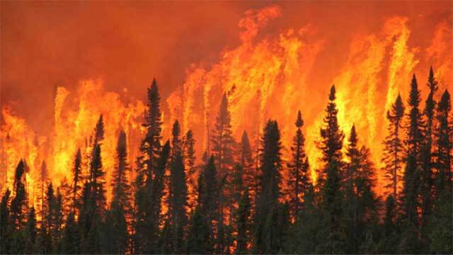 Bekämpade sommarens skogsbränder som frivilliga – straffas nu av Skatteverket