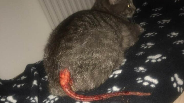 Katter får svansen avskuren runt om i landet