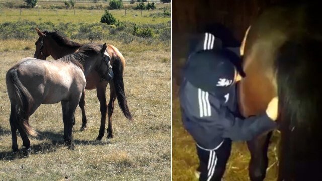 Häst misstänks ha våldtagits med pall: ”Får vara tacksam att de inte skurit”