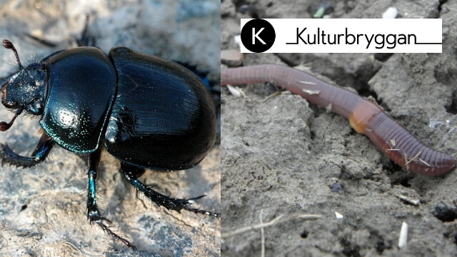 En miljon kronor till konst för daggmaskar och skalbaggar