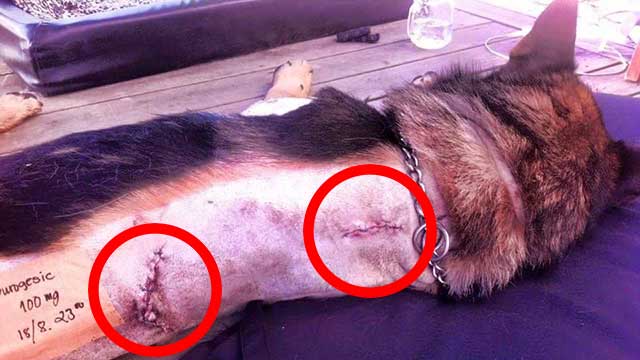 Kriminella utsätter polisens hundar för allt brutalare våld