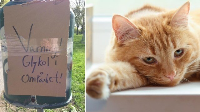 Flera katter har förgiftats och dött i Småland: ”Många håller sina katter inomhus nu”