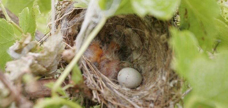 65-åring dömdes för grovt jakthäleri – får straffet sänkt i hovrätten