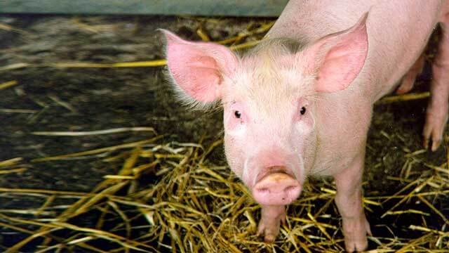 Afrikansk svinpest hotar den svenska grisuppfödningen