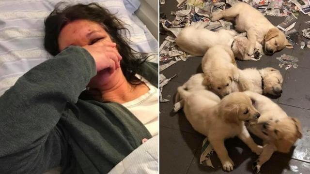 Eivor, 51, rånades brutalt på sina hundvalpar: ”Blodet bara rann från huvudet”
