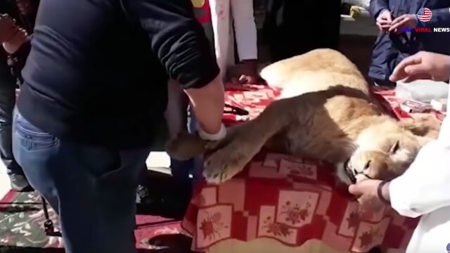 Zoo i Gaza skar av klorna på lejon så att barnen kunde leka med dem