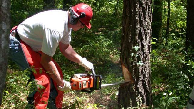 Skogsröjning i kjol accepterades inte – kvinna blir av med praktikplats