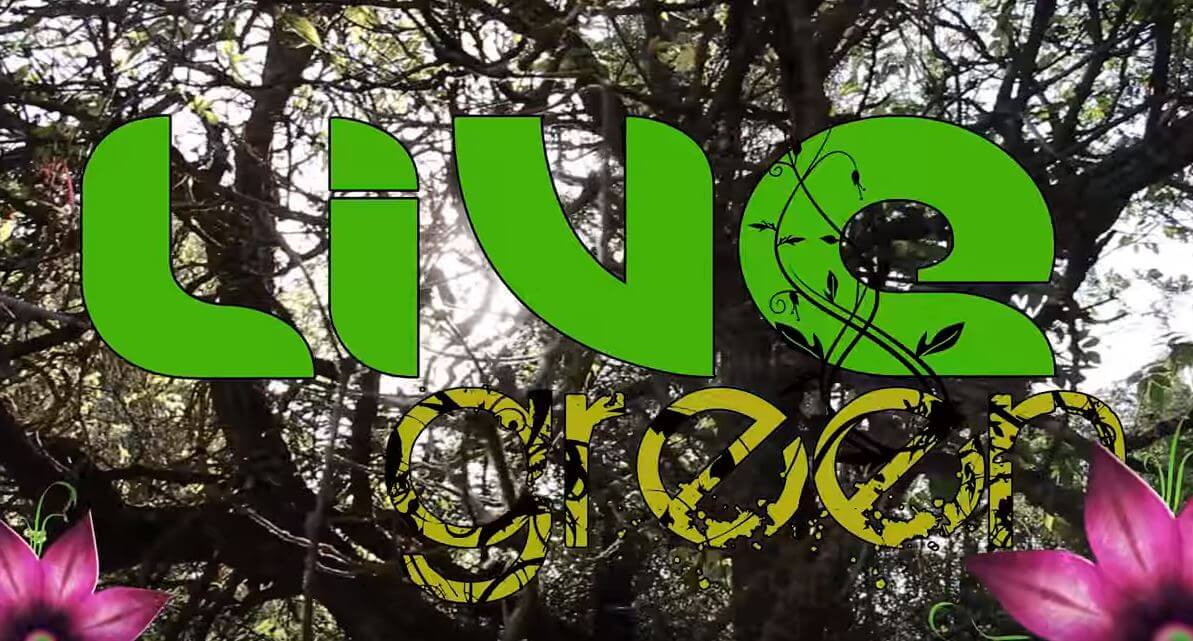 Festival läggs ned efter ’förminskande och sexistiska attityder’ från kommun