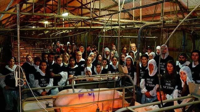 Militanta veganer ville krama griskultingar – anklagas för att ha dödat dem istället