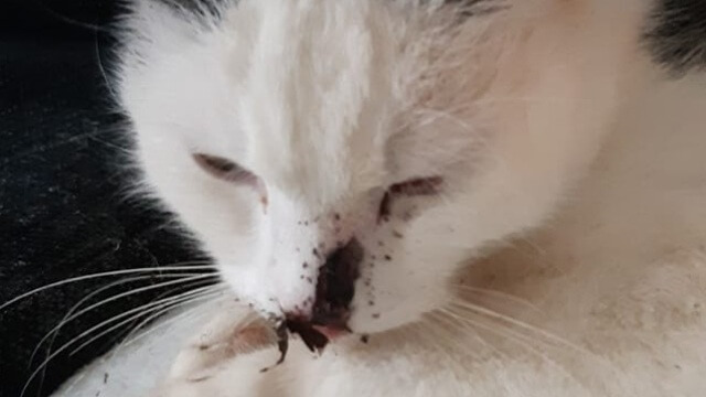 Katt blev skjuten i nosen – kulan satt fast i nacken