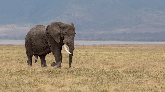 Hundratals döda elefanter i Botswana förbryllar forskare