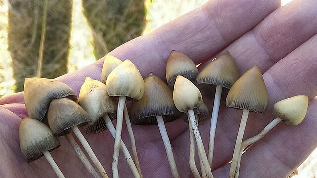 Denver första amerikanska staden som avkriminaliserar ’magiska svampar’