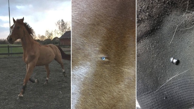 Camillas dressyrhäst skottskadades i hage: ”Måste ha stått ganska nära och skjutit”