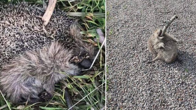 Nytt fall av djurplågeri: igelkott spetsad genom munnen