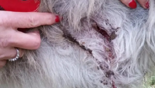 Ålderstigen åsna i London utsatt för knivattack