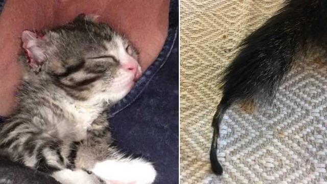 Kattunge hittades torterad med brännskador