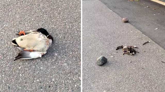 Massakrerade gräsänder hittade på skolgård – tros ha stenats till döds