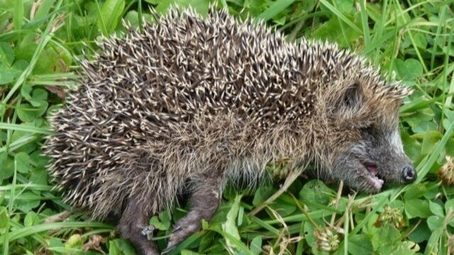 Igelkottar stenas till döds: ”Har aldrig sett ungdomar bete sig så här tidigare”