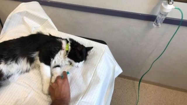 Katten Tarzan plågad med skjutvapen och spark