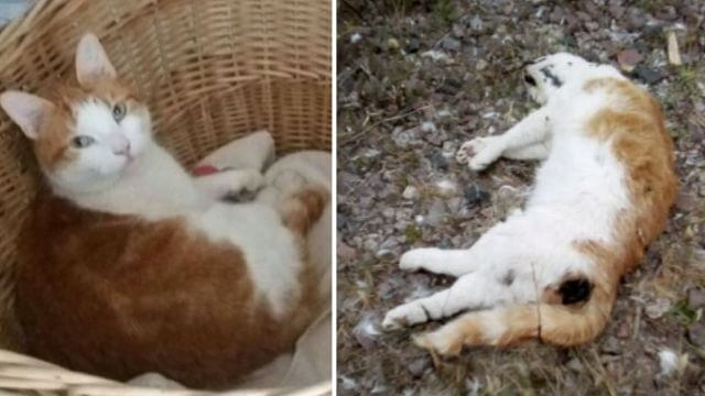 Katt plågad till döds – fick huvudet inslaget och sticksår över kroppen