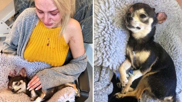 ”Utlänning med skägg” rånade hundvakt – sparkade sedan ihjäl hunden