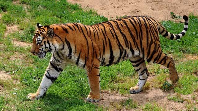 Antalet tigrar i Indien ökar nu kraftigt