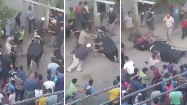 Muslimer firar högtid med att tortera ihjäl kor