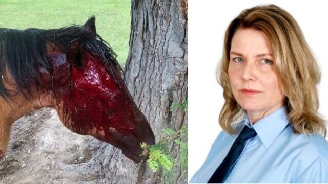 Häst torterades i Skåne – skars i huvud, hals och könsorgan