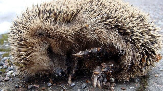 Ökning av igelkottar som plågas: ”Ungdomar spettar och sparkar fotboll med dem”