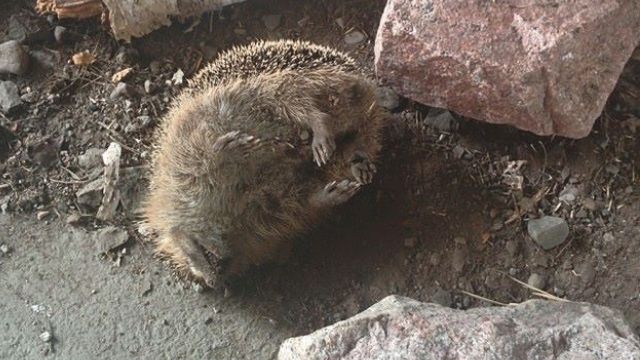 Igelkott stenades till döds i Malmö – polisen struntar i att utreda