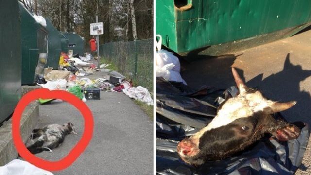 Återvinningsstationer tvingas stänga ned – fylls med döda djur, restaurangavfall och möbler