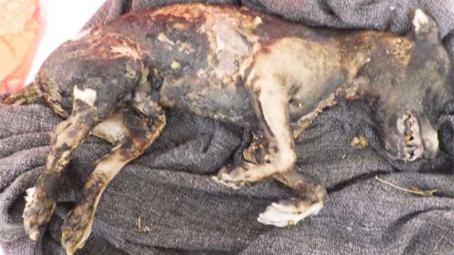 Badgästernas makabra fynd: brinnande hund i soptunna