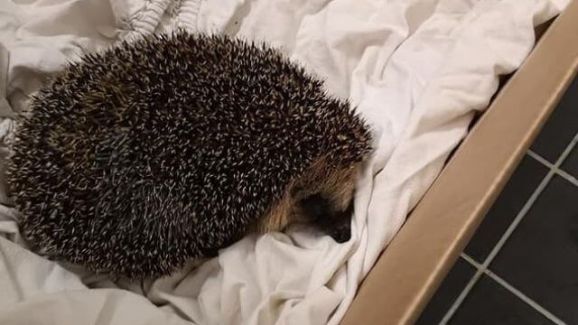 Tre ”utländska killar” filmade när de plågade igelkott